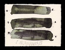 Salamandras
65 x 82 mm
